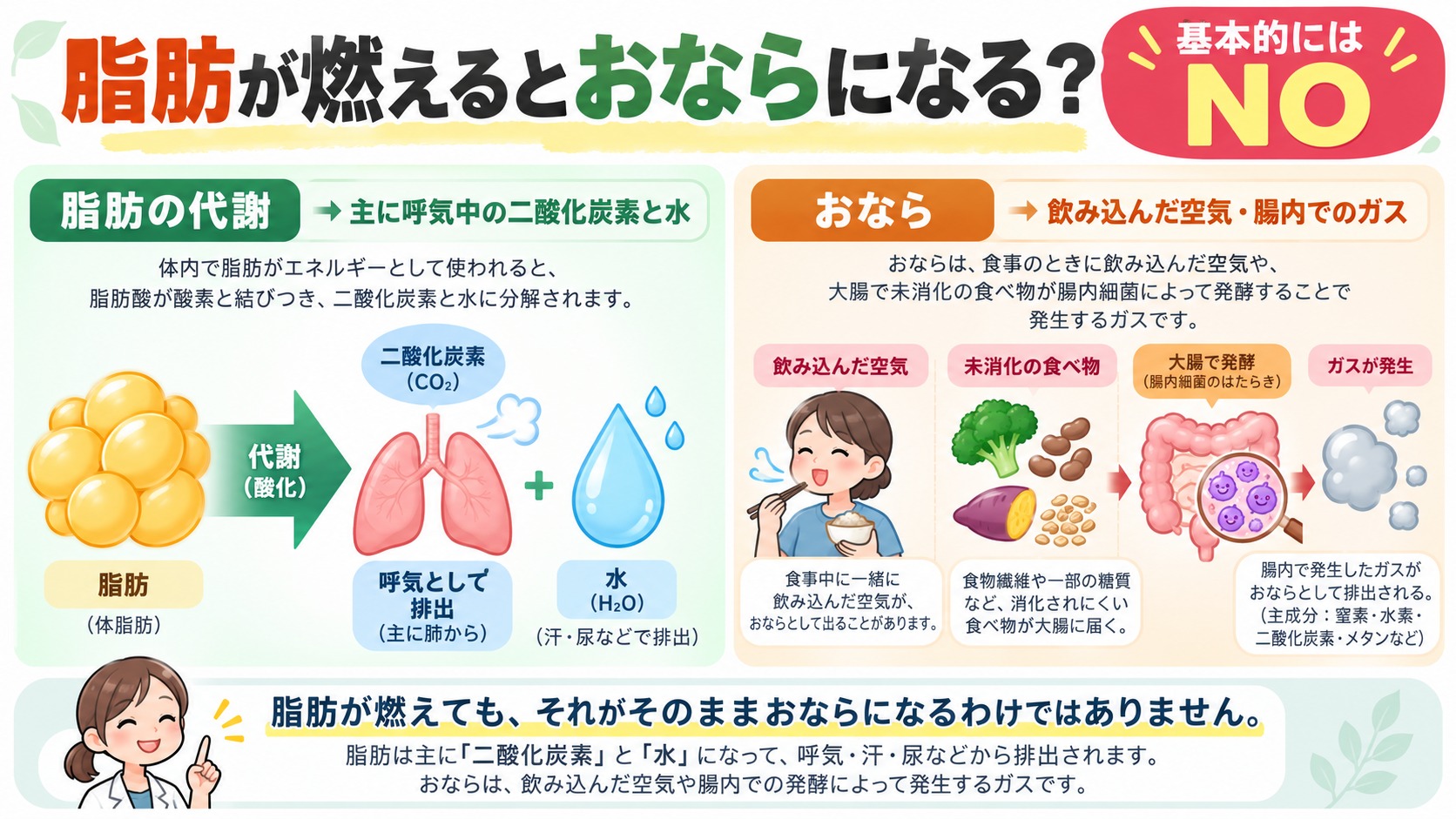 脂肪の代謝とおならが発生する仕組みの違い